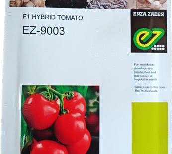 Enza Zaden EZ-9003 Tomato Seed