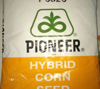 P3526 LT CORN SEEDS Dry Seeds 4kg