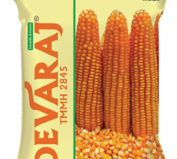 Devaraj (TMMH 2845) Dry Seeds 4Kg
