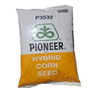 P3532 LT Corn Dry Seeds 4Kg